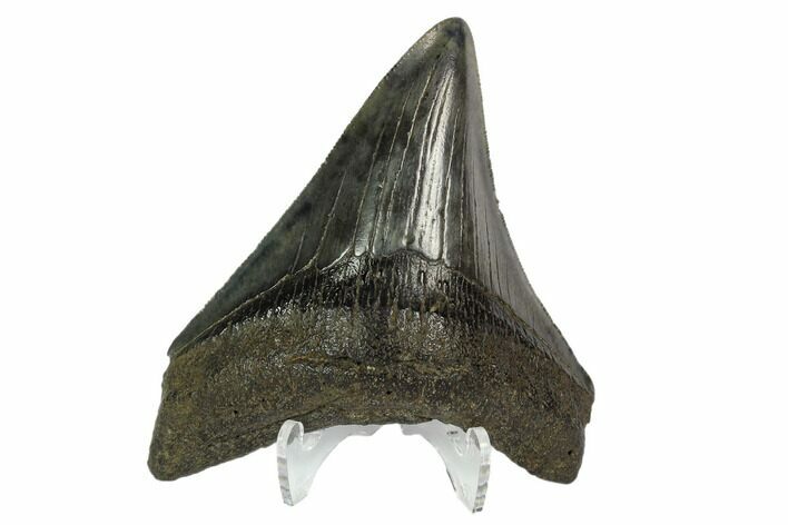 Serrated, Fossil Megalodon Tooth #124198